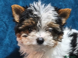 Biewer Yorkshire Terrier a la Pom Pon perros Yorkshire biewer - Anuncio 18