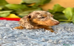 Teckel Miniatura perros en venta: Teckel arlequín chocolate  - Imagen 4