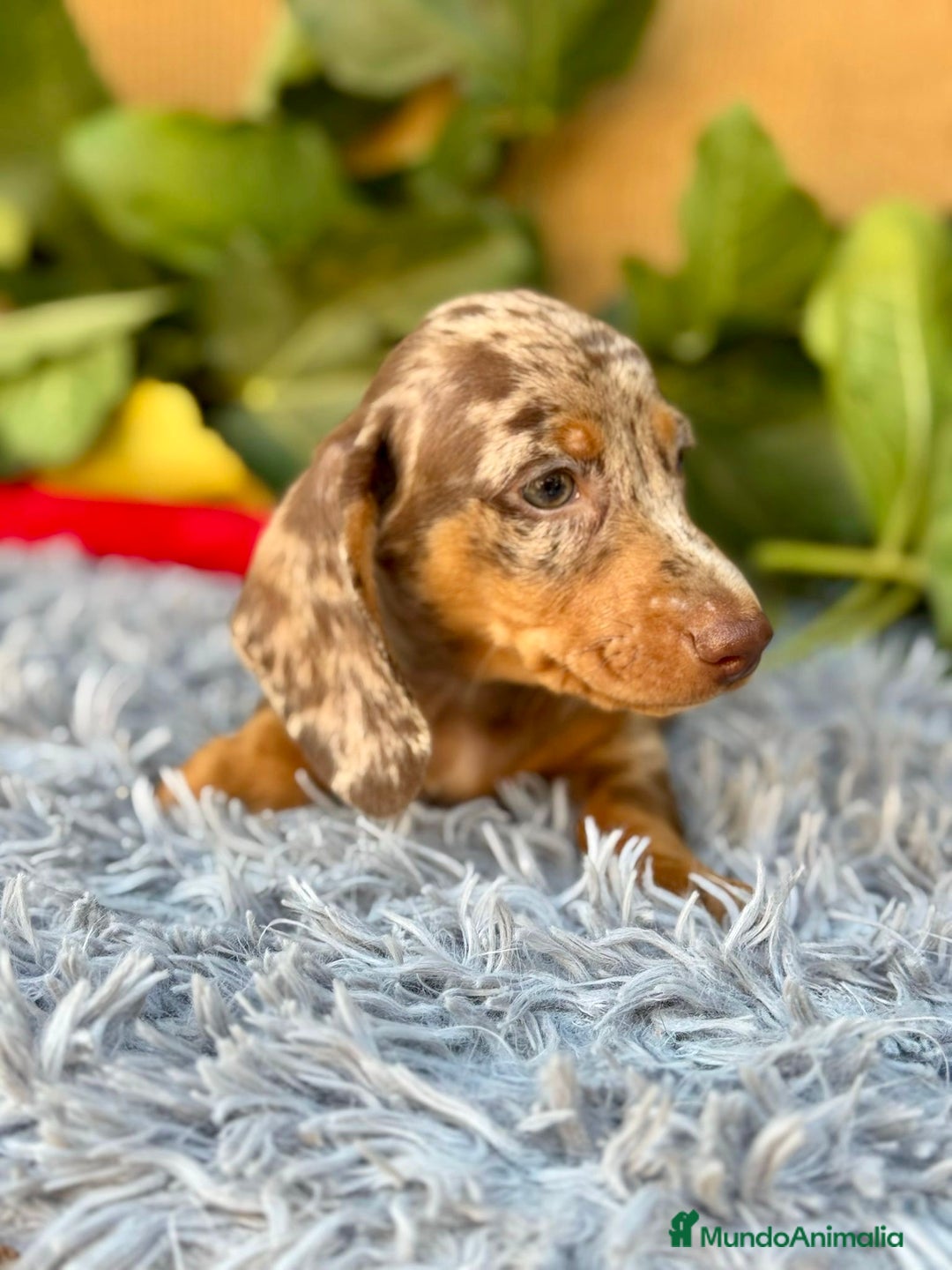 Teckel Miniatura perros en venta: Teckel arlequín chocolate  - Imagen 4