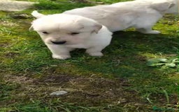 Golden Retriever perros en venta: Golden retriever - Imagen 4