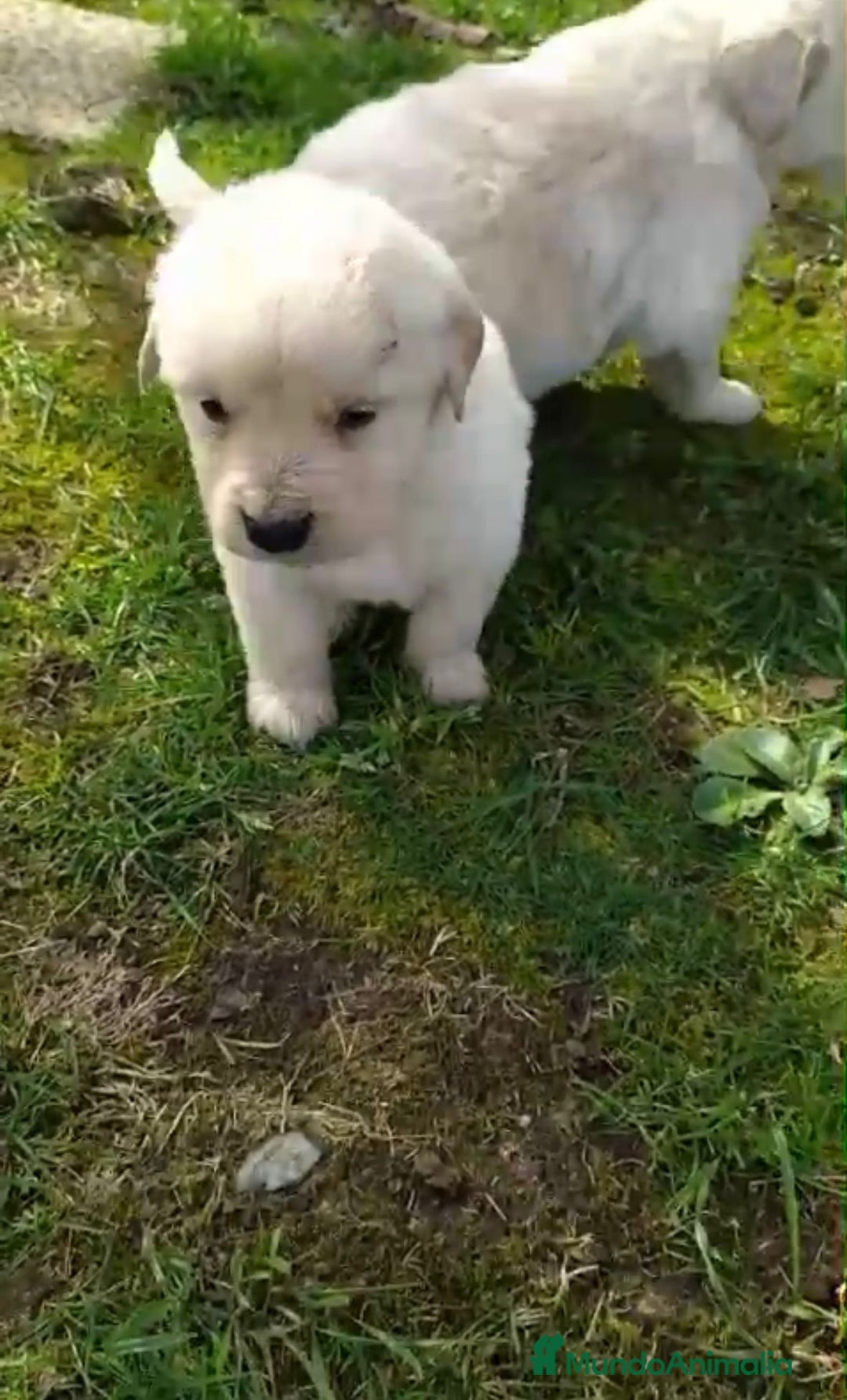 Golden Retriever perros en venta: Golden retriever - Imagen 4