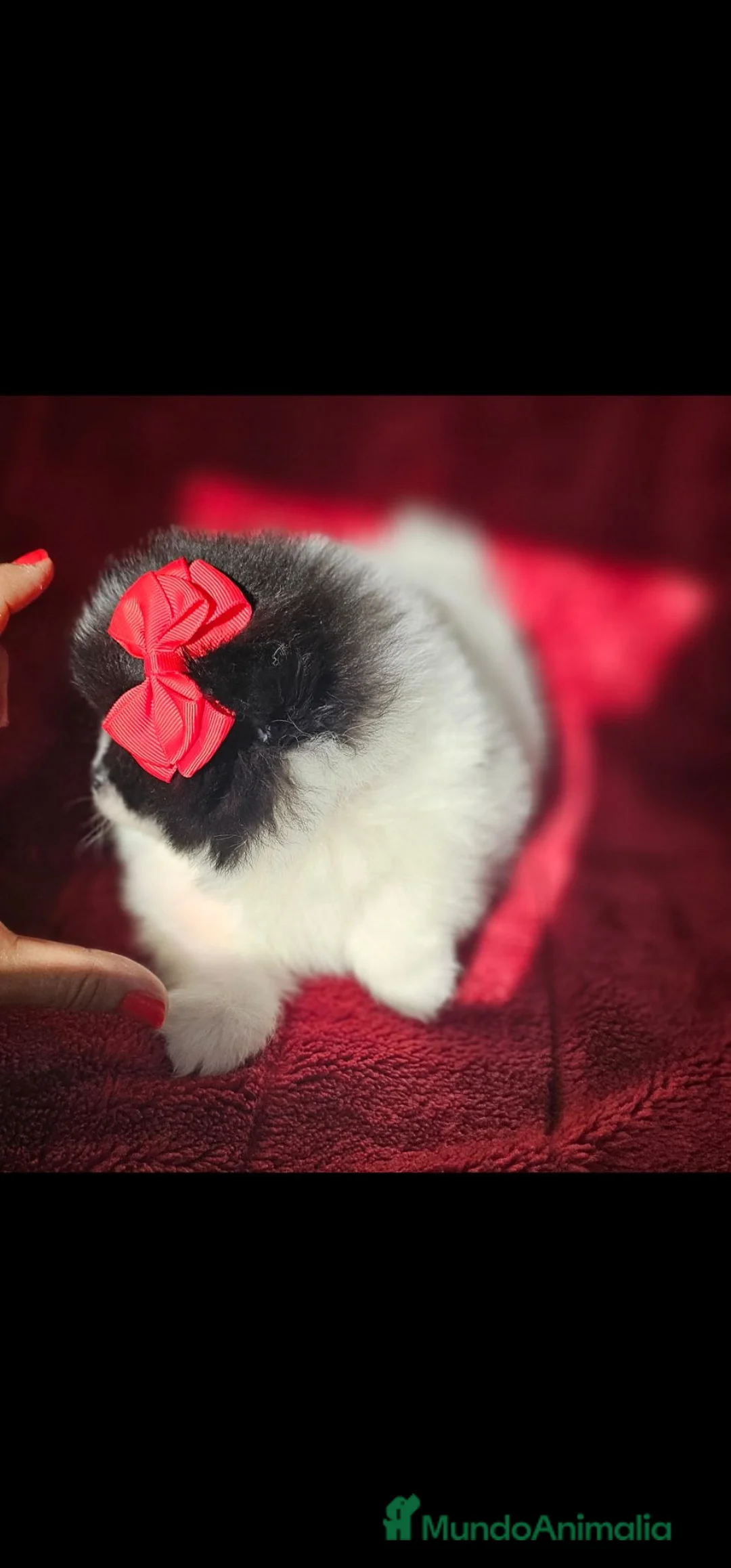 Pomerania perros en venta: HEMBRITA POMERANIA  - Anuncio 1