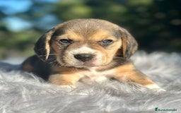 Beagle perros en venta: Beagle tricolor camada - Imagen 1