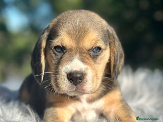 Beagle perros Beagle tricolor camada - Anuncio 31