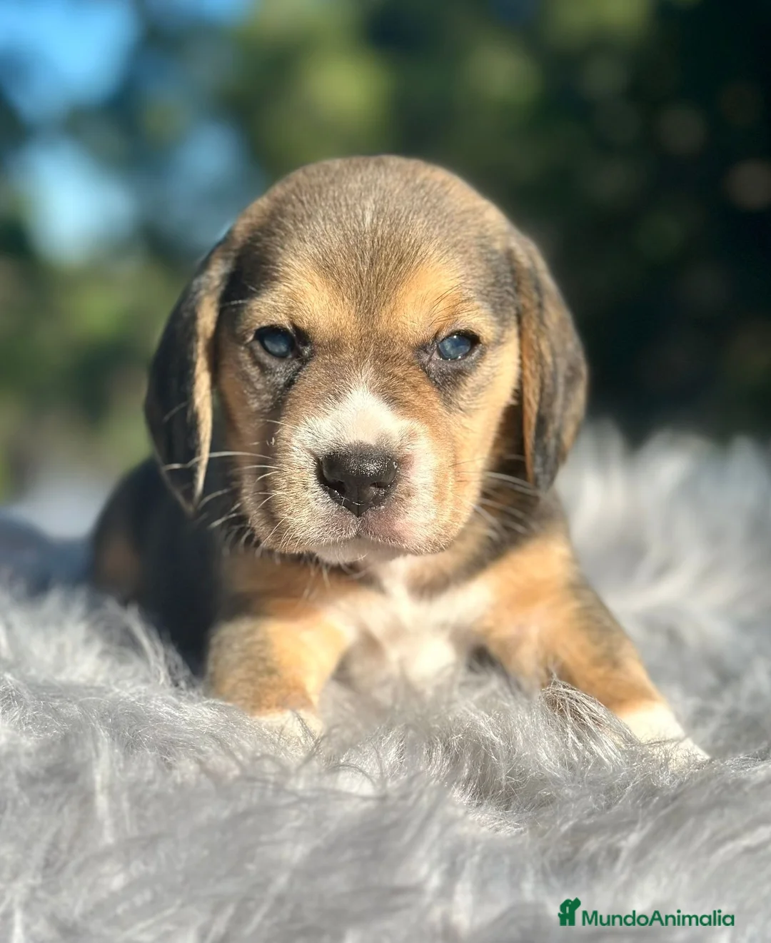 Beagle perros en venta: Beagle tricolor camada - Anuncio 1