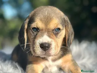 Beagle perros Beagle tricolor camada - Anuncio 8