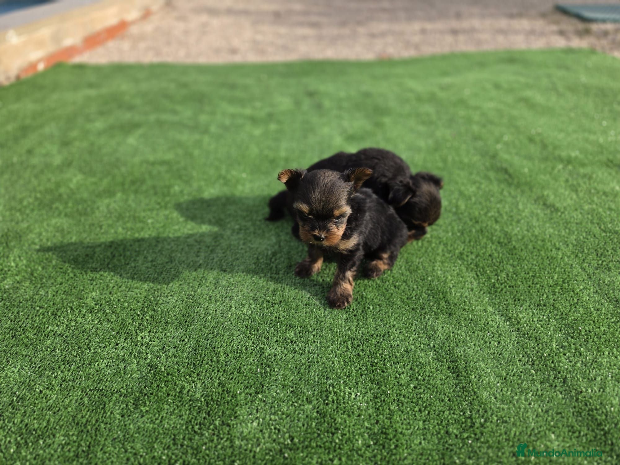 Yorkshire Terrier perros Cachorritos macho Yorkshire terrier - Anuncio 3
