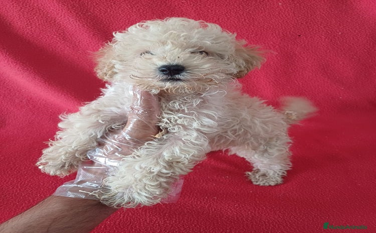 Caniche Enano perros - Anuncio 1
