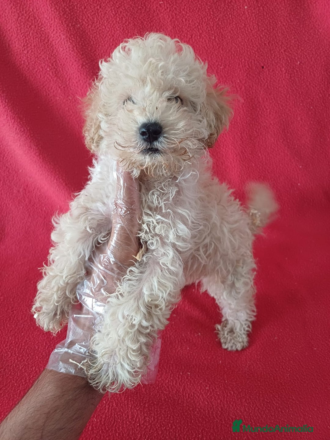 Caniche Enano perros en venta: Caniche Enano  - Imagen 1