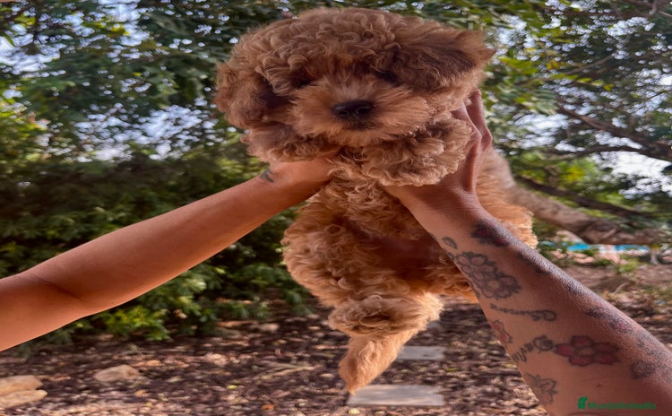 Caniche Toy perros - Anuncio 3