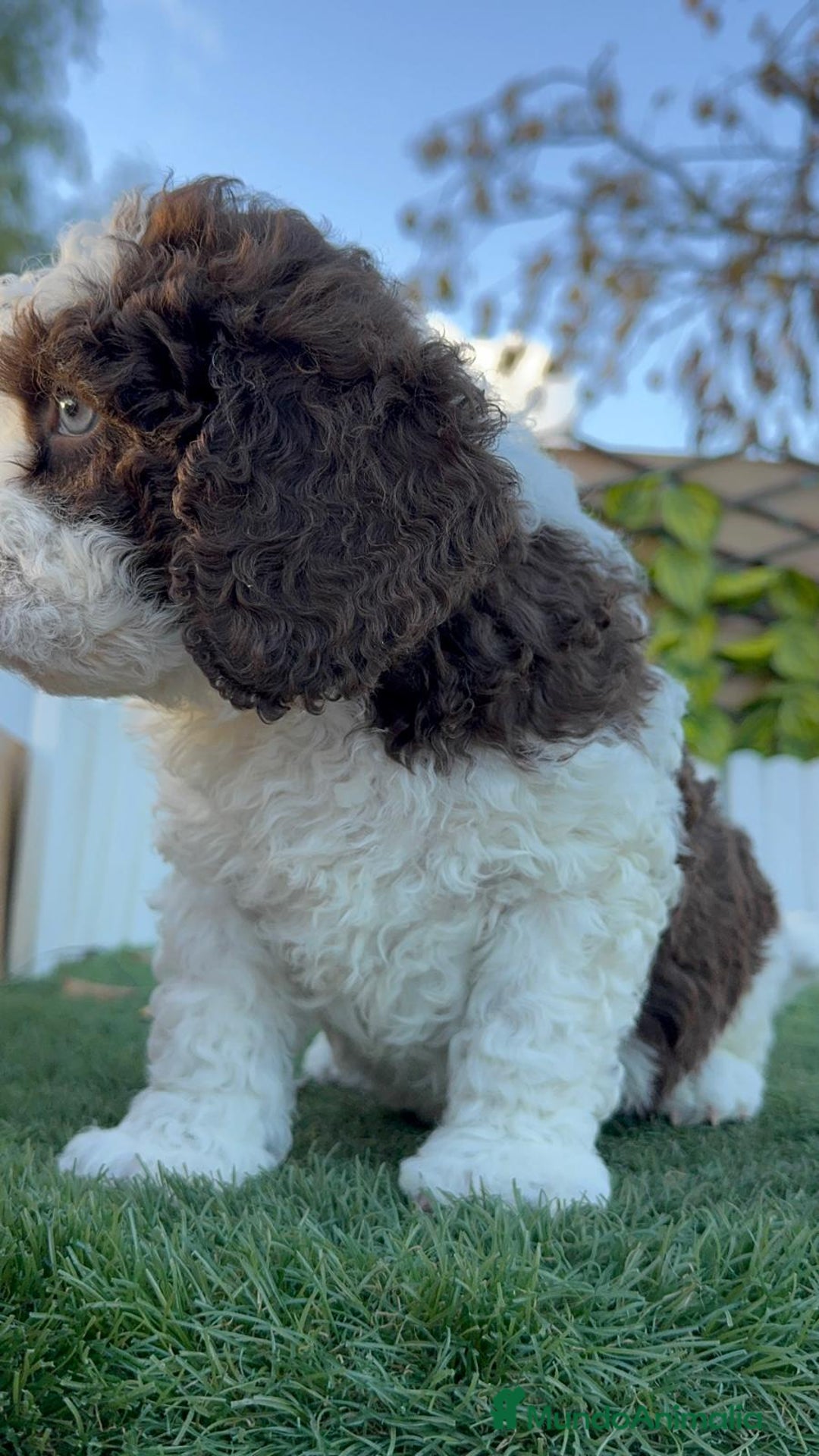 Perro de Agua Español perros en venta: PERRO DE AGUA ESPAÑOL - Anuncio 9