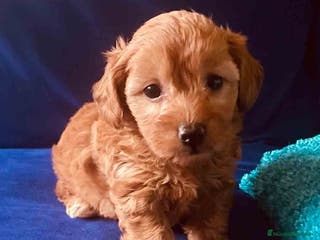 Caniche Toy perros Havapoo Hembra de Hada 6275 - AQUANATURA en Barcelona - Anuncio 36