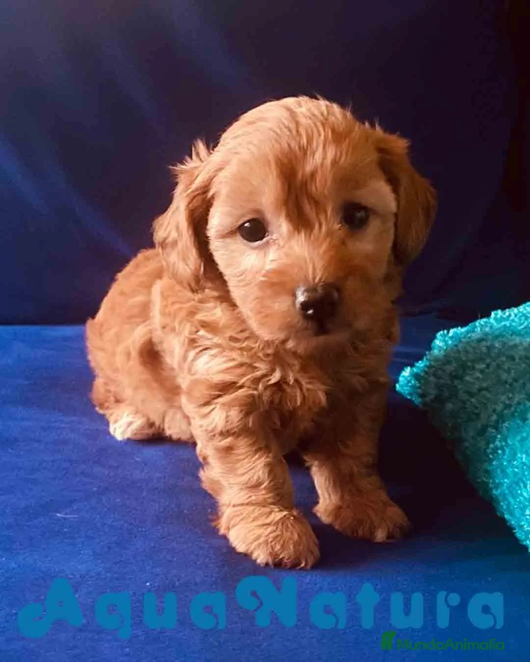 Caniche Toy perros en venta: Havapoo Hembra de Hada 6275 - AQUANATURA en Barcelona - Anuncio 1