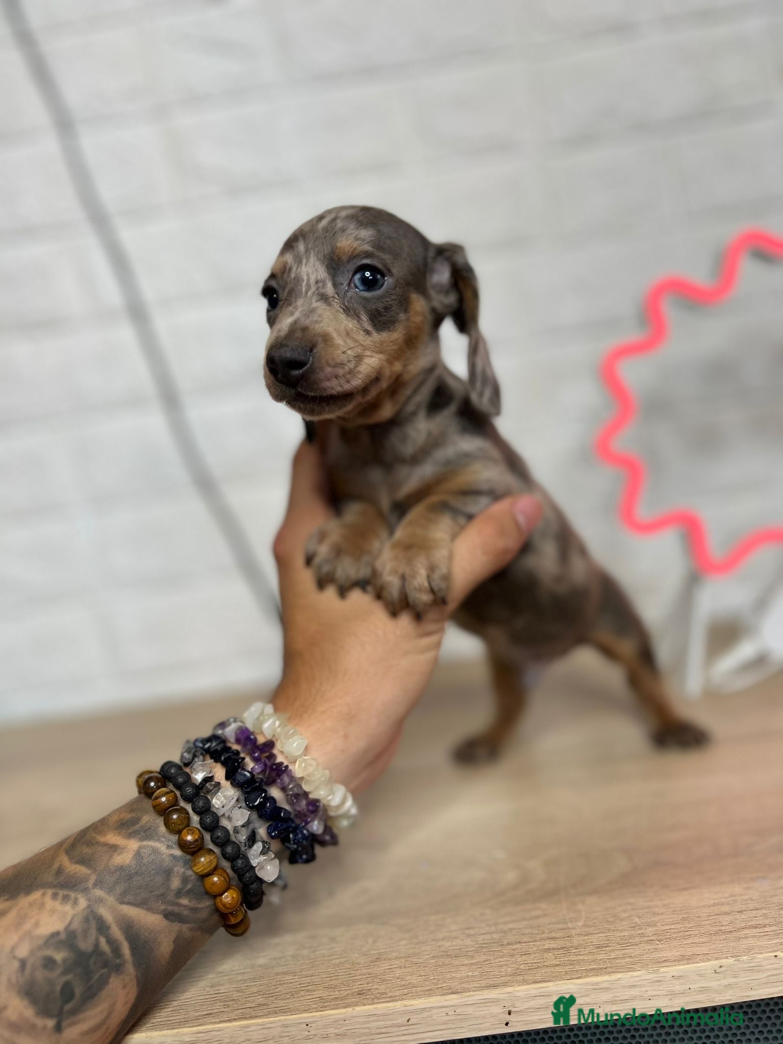 Teckel perros TECKEL //// DUCHSHUND  en Badajoz - Anuncio 2