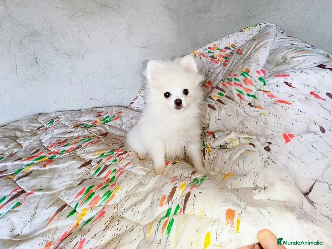 Pomerania perros en venta: POMERANIA MACHITO CHIQUITÍN  - Anuncio 1