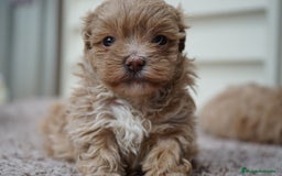 Maltipoo perros en venta: 💫 MUFFIN Y MOCHI 💫 DOS PEQUEÑAS ADORABLES - Imagen 4