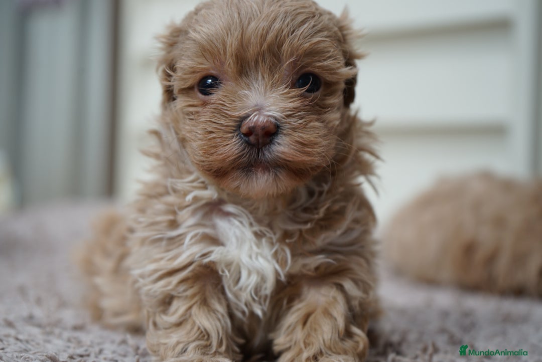Maltipoo perros en venta: 💫 MUFFIN Y MOCHI 💫 DOS PEQUEÑAS ADORABLES - Imagen 4