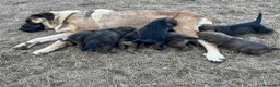 Mastín Español perros en venta: Cachorros Mastín Esapañol Ganadero - Anuncio 7