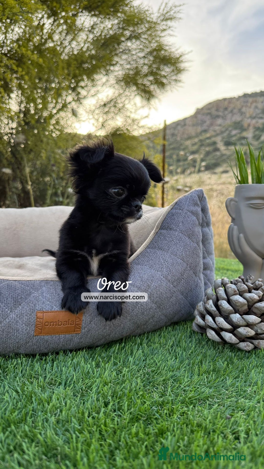 Chihuahua perros en venta: CHIHUAHUA PELO LARGO MICRO - Imagen 1