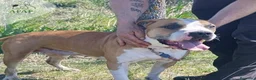 Raza Mixta perros en adopcion: BRIDGET busca hogar - Anuncio 2