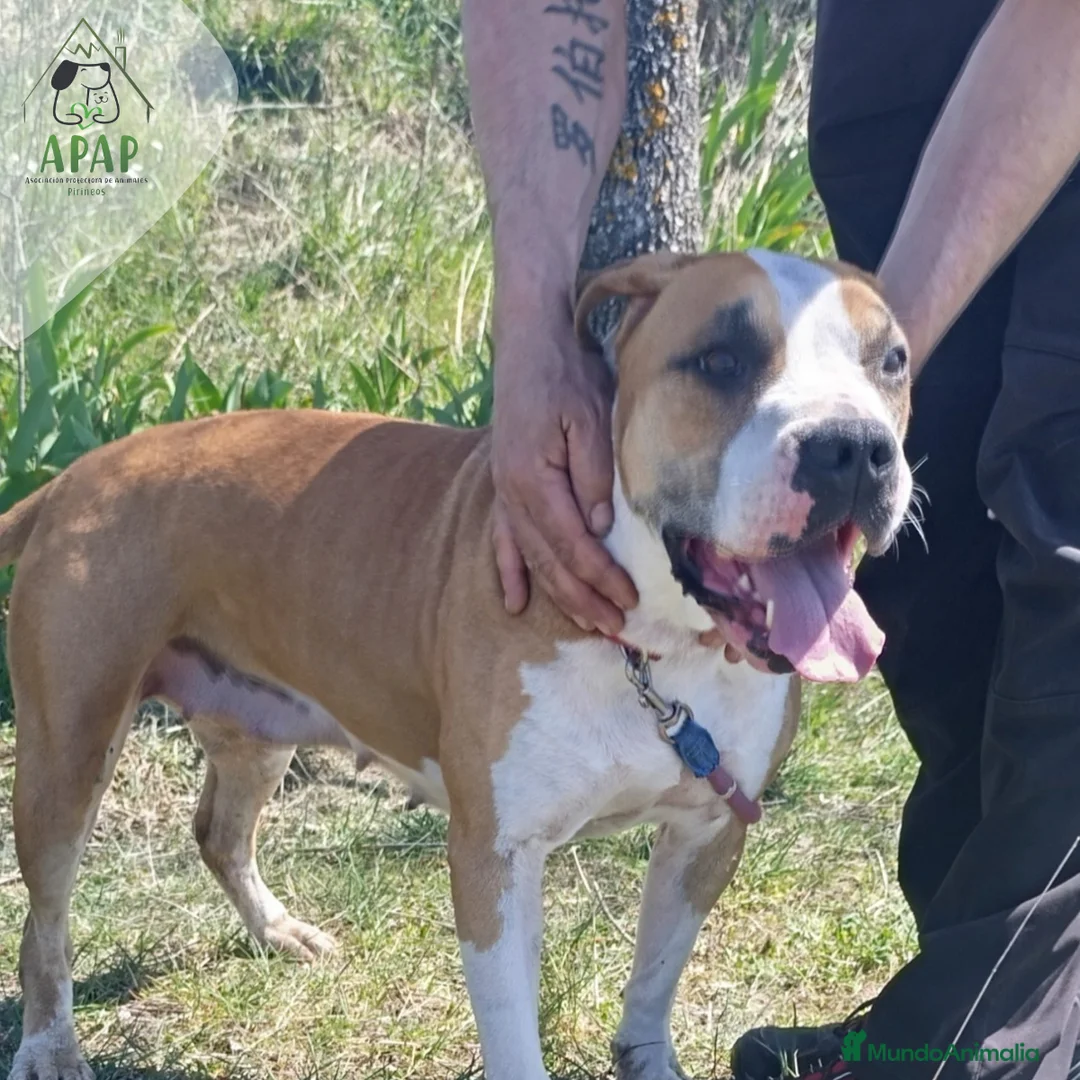 Raza Mixta perros en adopcion: BRIDGET busca hogar - Anuncio 2