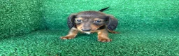 Teckel Miniatura perros en venta: teckel miniatura - Anuncio 14