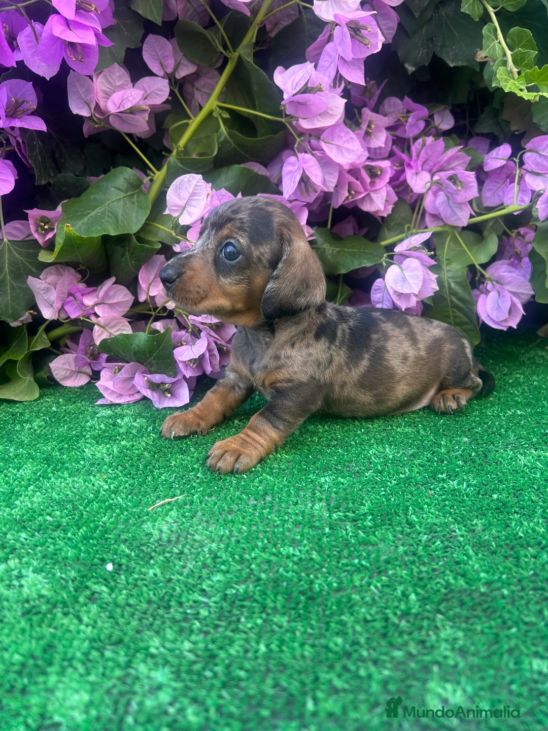 Teckel Miniatura perros en venta: teckel arlequin  - Imagen 5