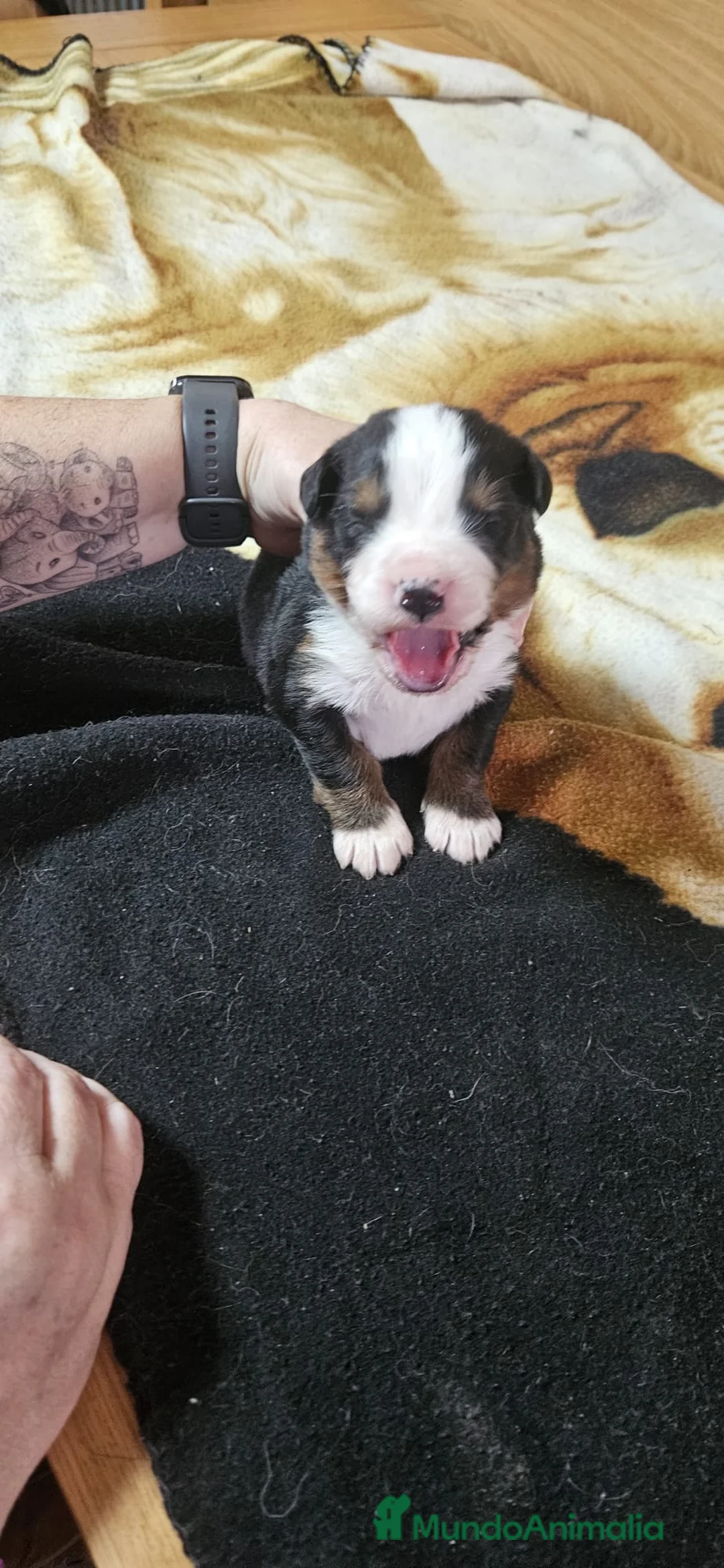 Boyero de Berna perros en venta: Boyeros de Berna bebes preciosos  - Anuncio 4