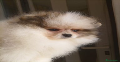 Pomerania perros - Anuncio 1