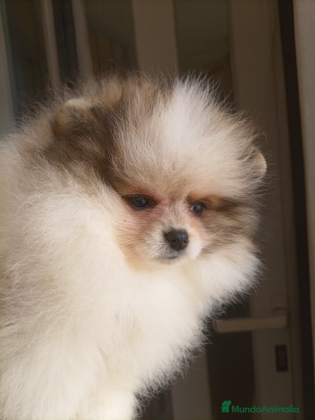 Pomerania perros en venta: Hembra pomerania  - Imagen 2