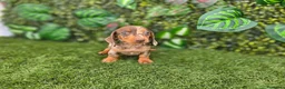 Teckel Miniatura perros en venta: TECKEL MINIATURA & KANNINCHEN ARLEQUIN - Anuncio 2