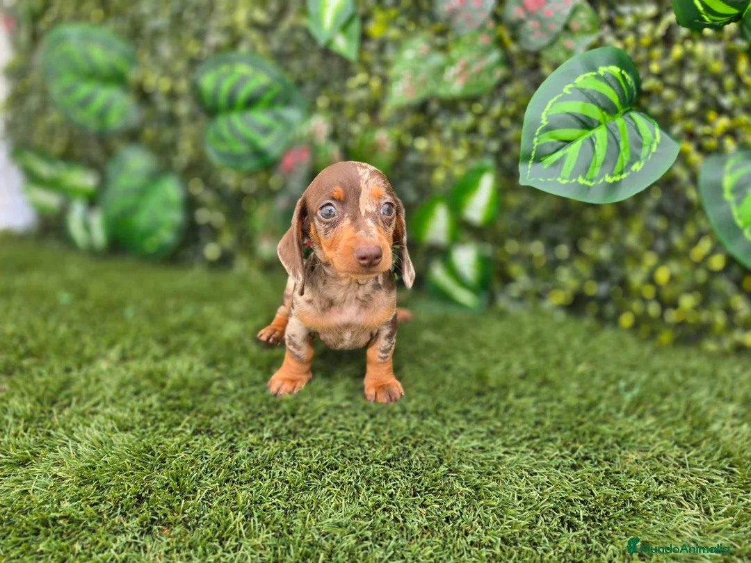 Teckel Miniatura perros en venta: TECKEL MINIATURA & KANNINCHEN ARLEQUIN - Anuncio 2
