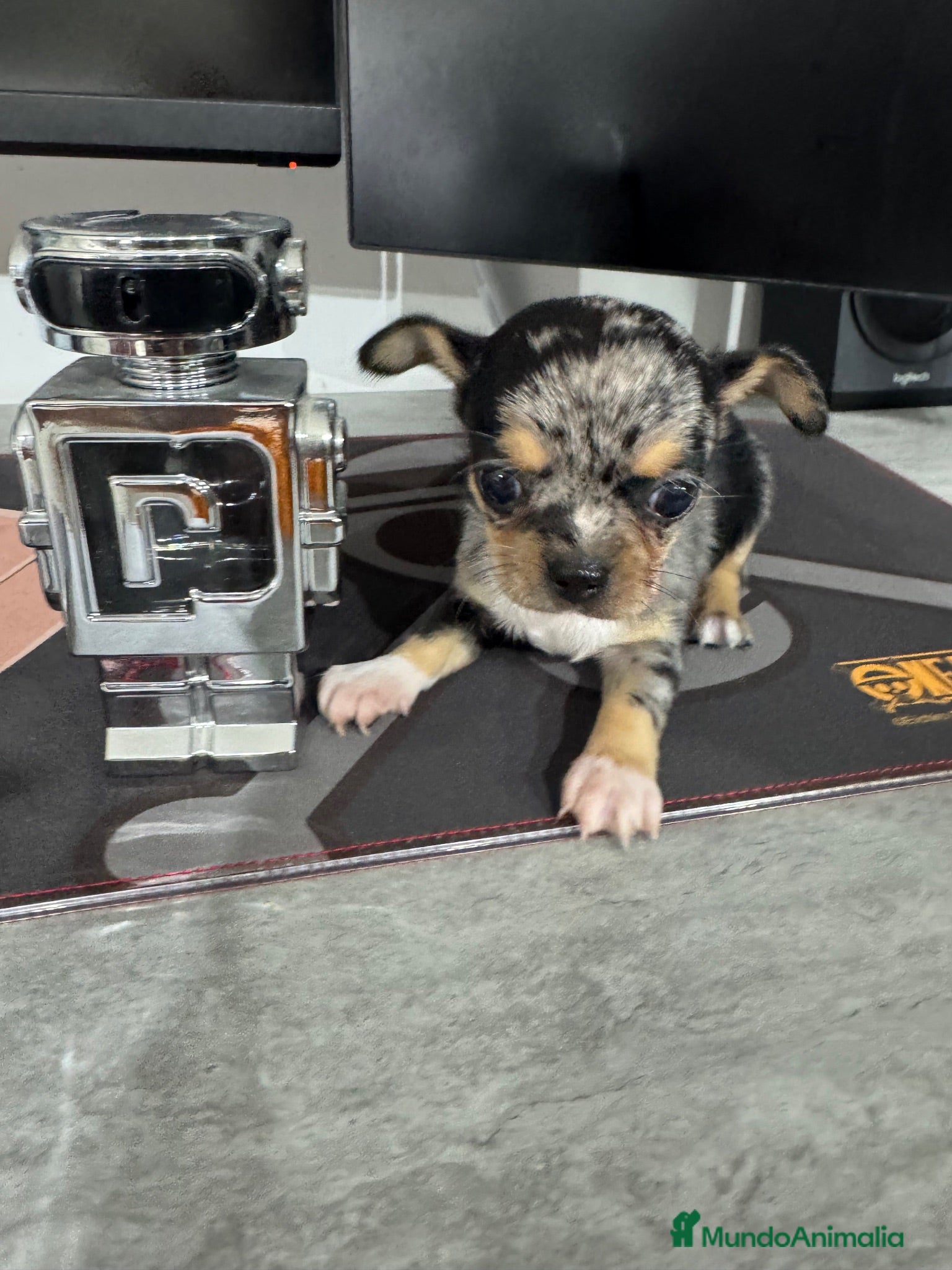 Chihuahua perros Chihuahua toy - Anuncio 1