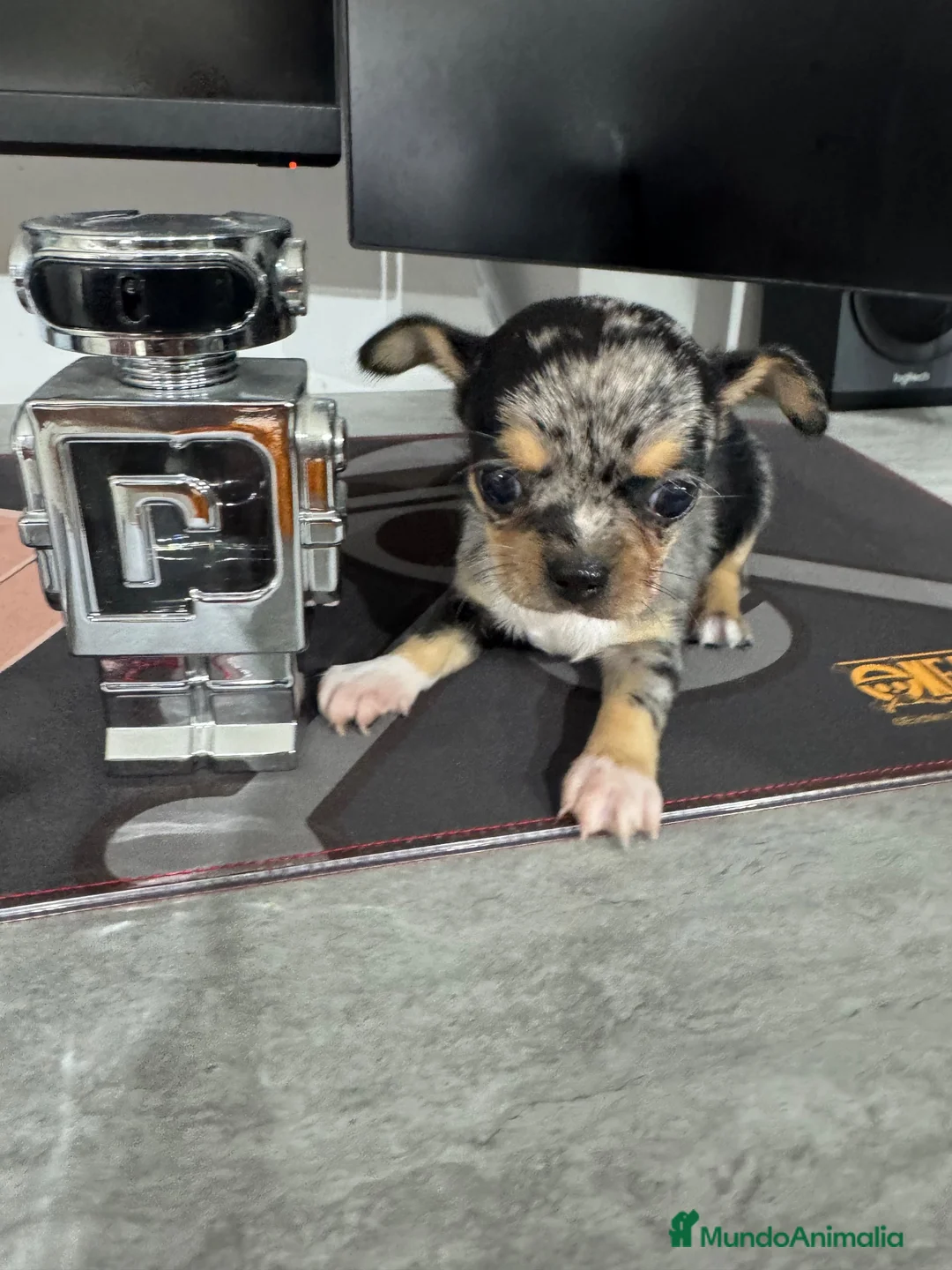 Chihuahua perros en venta: Chihuahua toy - Anuncio 1