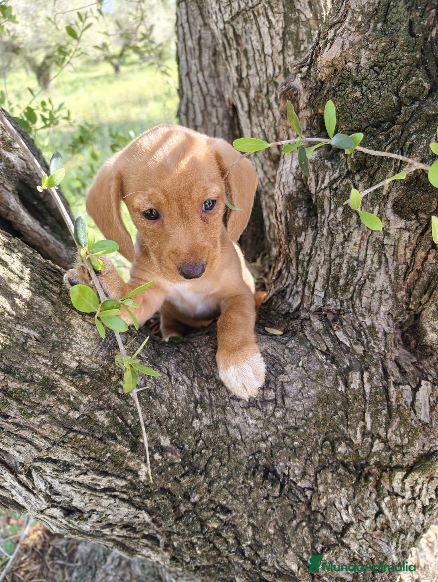 Teckel perros Teckel mini  - Anuncio 1