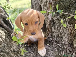 Teckel perros Teckel mini - Anuncio 1