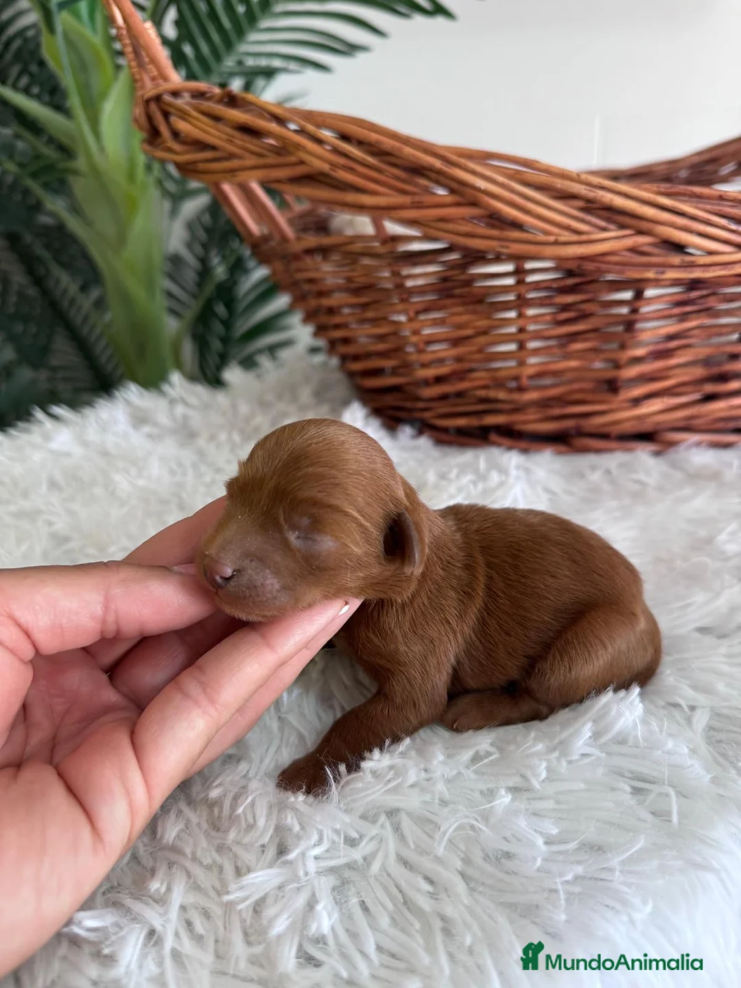 Maltipoo perros en venta: MALTIPOO - Anuncio 1