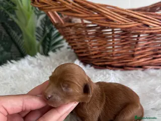 Maltipoo perros MALTIPOO - Anuncio 1