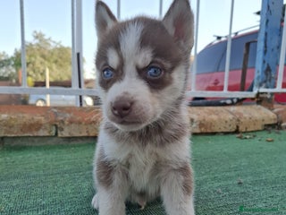 Husky Siberiano perros en Sevilla - Anuncio 2