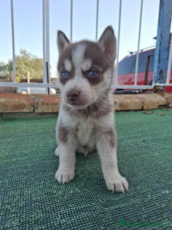 Husky Siberiano perros en Sevilla - Anuncio 12