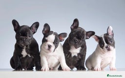 Bulldog Francés perros en venta: Entrañable bebe bulldog francés - Imagen 1