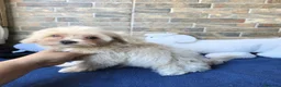 Maltipoo perros en venta: Cachorros MALTIPOO  - Anuncio 9