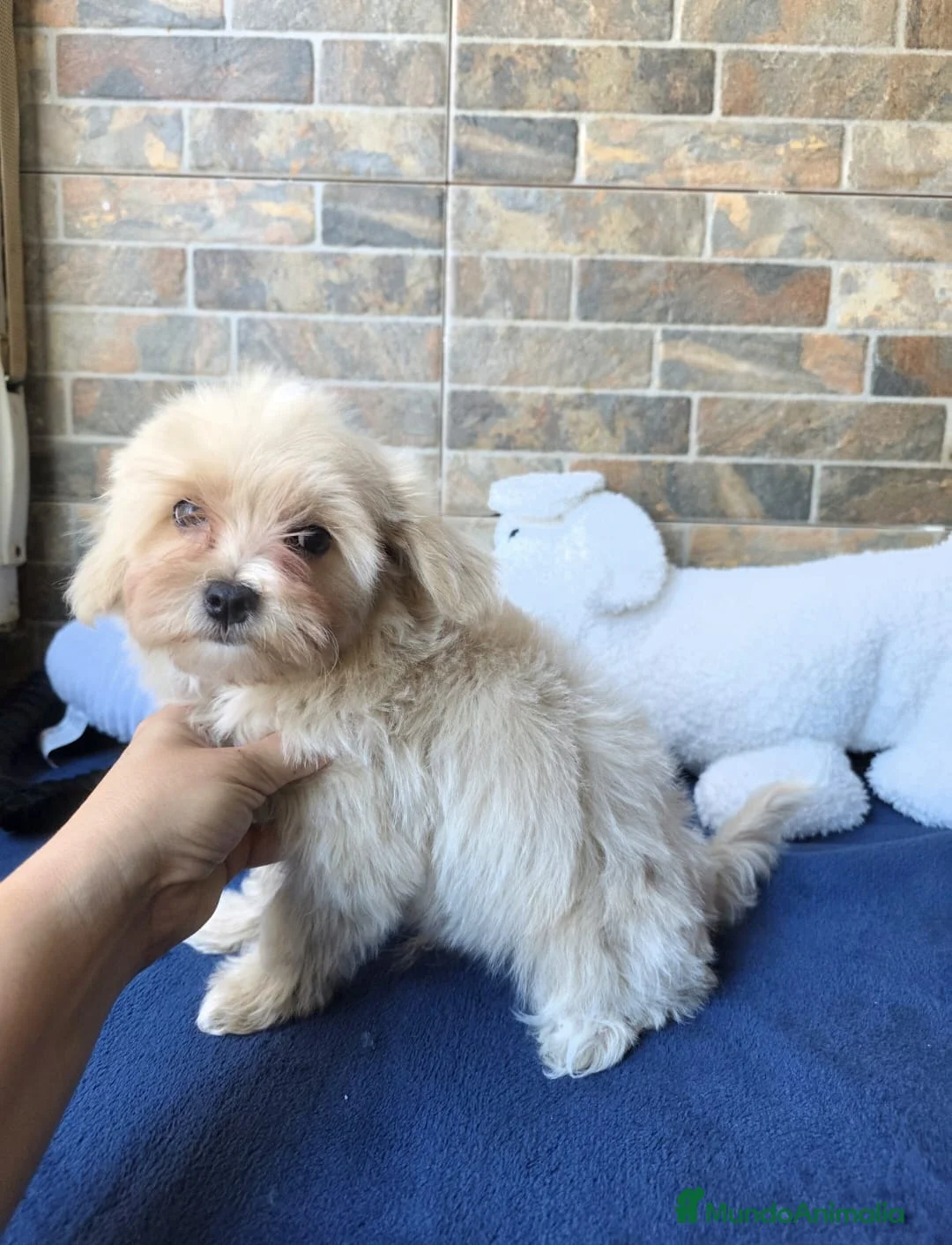 Maltipoo perros en venta: Cachorros MALTIPOO  - Anuncio 9