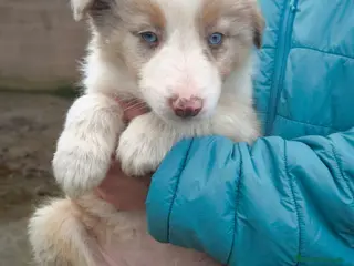 Border Collie perros Cachorros border collie ojos azules!! - Anuncio 14