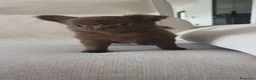 Chihuahua perros en venta: Chihuahua hembra pelo largo chocolate 🍫 - Anuncio 9