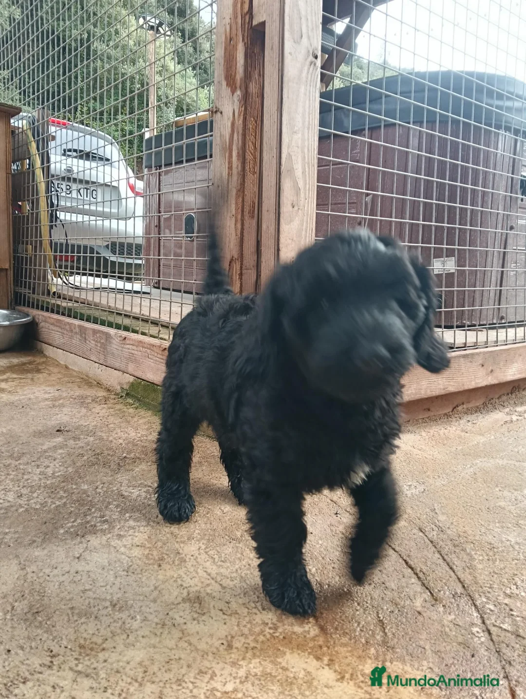 Labradoodle perros en venta: Hermosos cachorros standard - Anuncio 2