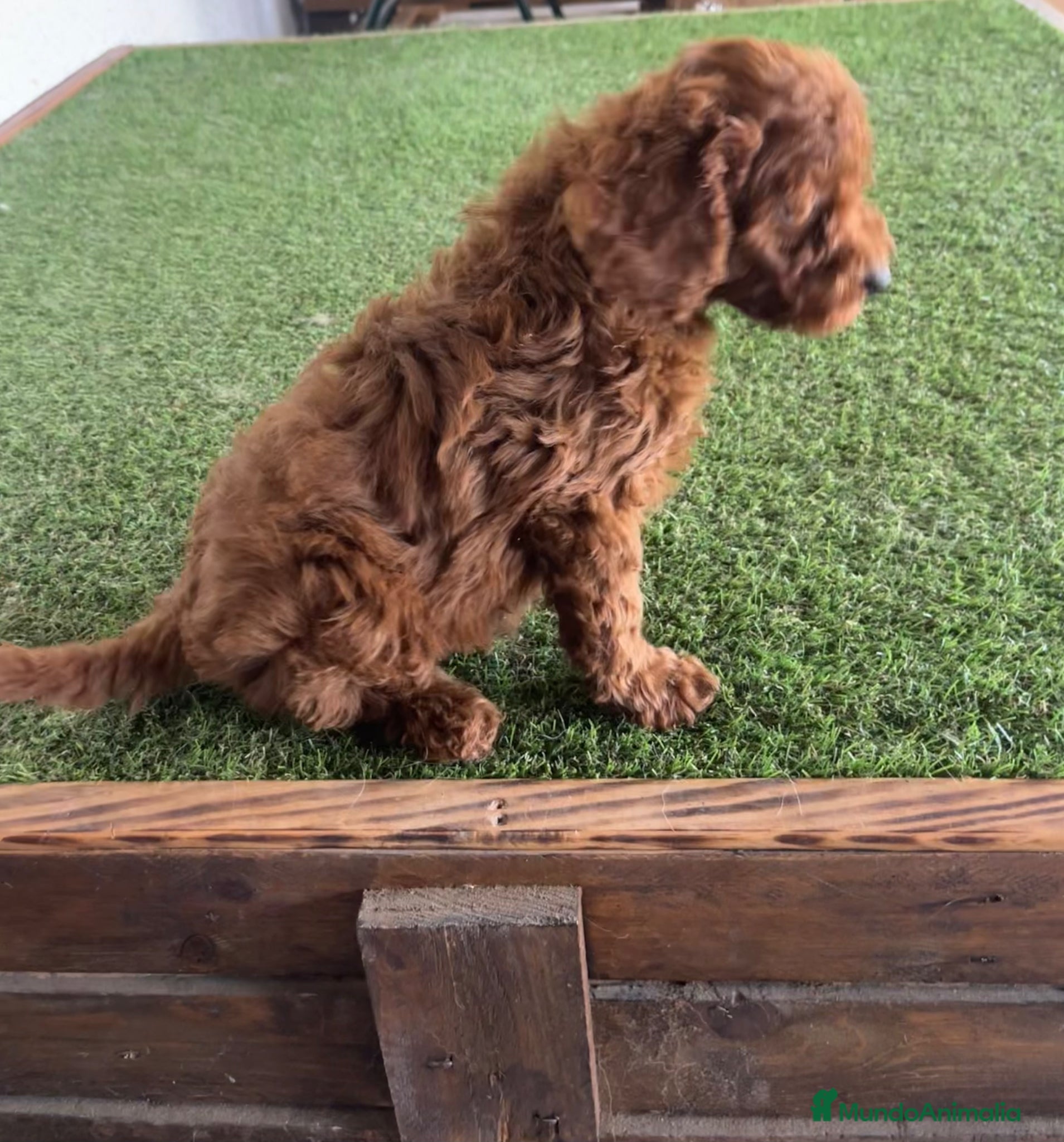 Caniche Toy perros Caniches en Caraby Benidorm  - Anuncio 34