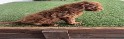 Caniche Toy perros en venta: Caniches en Caraby Benidorm  - Anuncio 6