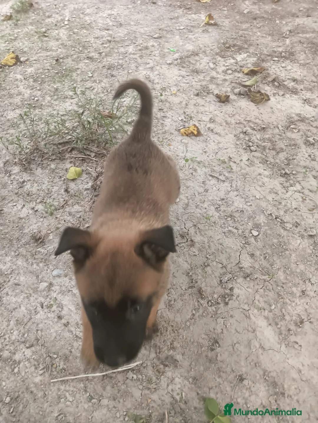 Pastor Belga Malinois perros en venta: PRECIOSA MALINOIS - Anuncio 4