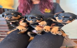 Rottweiler perros en venta: ROTTWEILER macho y hembra - Imagen 7